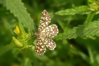 Latticed heath moth
