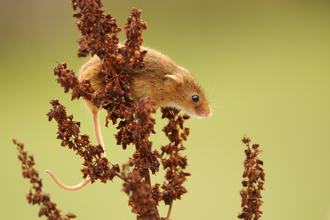 Harvest Mouse - Photo: Amy Lewis