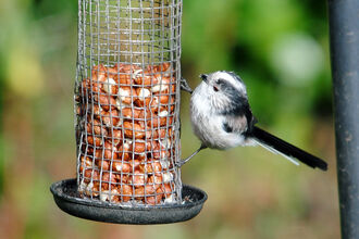 Long-tailed tit perched on a bird feeder