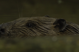 Beaver swimming through river