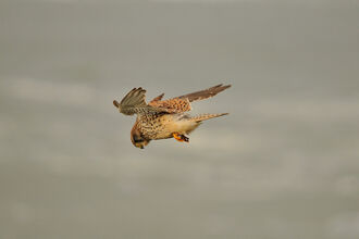 Kestrel