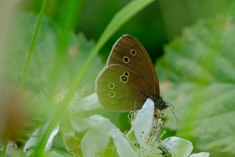 Ringlet butterfly