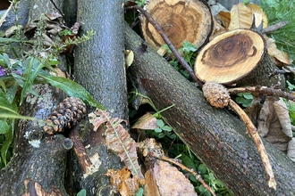 Habitat pile made of logs, pinecones, twigs and other natural materials