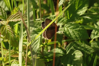 Ringlet butterfly amongst leaves