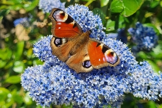 A peacock butterfly sits on a blue flower in the sun.