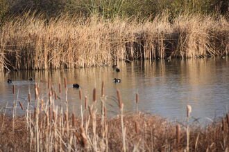 Lake at Abbotts Hall