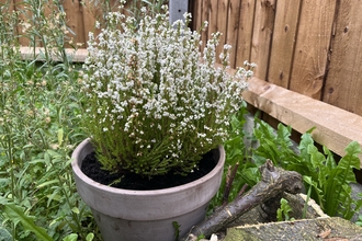 winter heather planted in garden by log pile