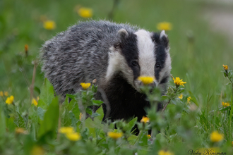 Badger in dandelions - Vicky Kinsman