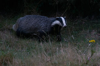 Badger in the grass at Fingringhoe