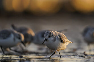 Sanderling under the glow - Brett Andrews