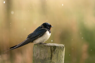 Swallow in the rain - Michael Pountney 