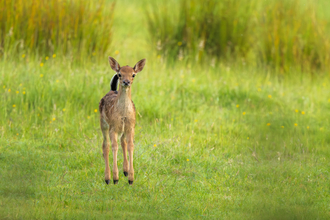 Young deer jumping in field - Nathan Martin 'Tippy Toes'