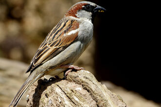 A male house sparrow sits on a branch