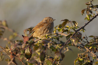 A dunnock sits in the late sun on a tree