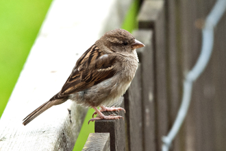 House sparrow sits on a fence