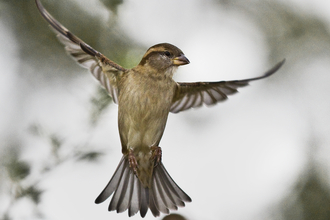 House sparrow mid-flight