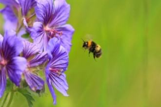 Bumblebee 
