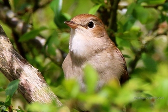Nightingale