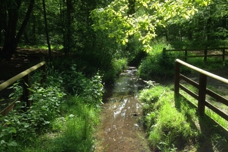 woods