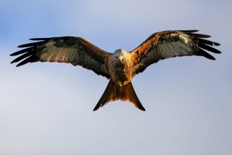 kestrel