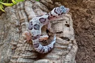 Geko