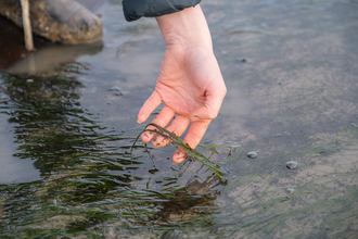 Seagrass at Seasalter ZSL