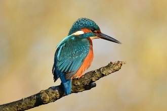 Kingfisher