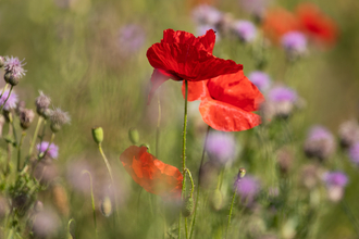 Poppies and other wildflowers in a field
