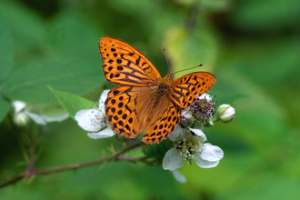 Silver-washed fritillary butterfly perched on white flowers.