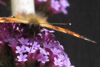 small tortoiseshell