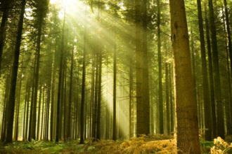 Forest with light pouring through the canopy. 