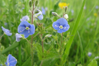 speedwells amongst the grass