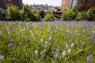 A field of wildflowers with buildings in the background.