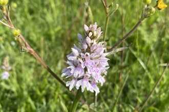 Common spotted orchid in a wildflower meadow.