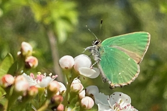 green hairstreak