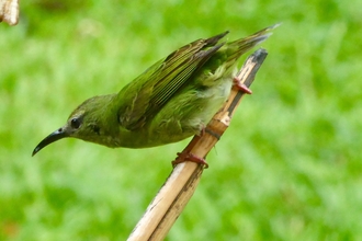 Green tanager on branch