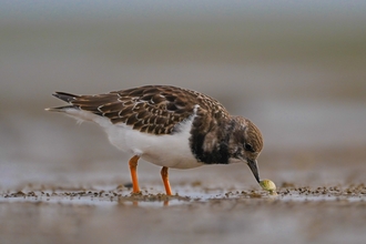 A shore-bird with its beak in the mud.