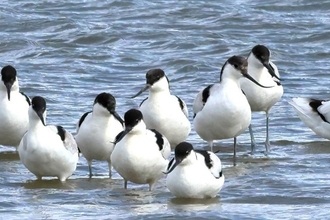winter birding SFI