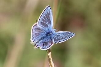Common blue butterfly from above
