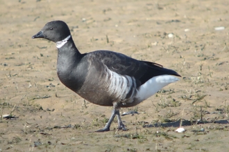 A Dark Bellied Brent Goose