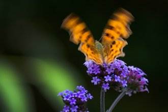 Comma butterfly in motion on a verbena flower