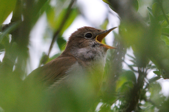 A nightingale calls through the trees