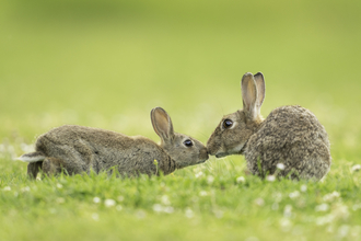 Rabbits touching nose in grass. 