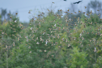 Goldfinches
