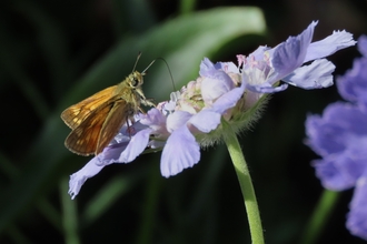 Large skipper sipping nectar from a scabious flower