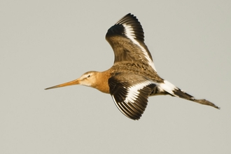 Black-tailed Godwit