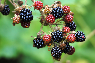 Blackberries on a branch