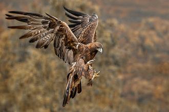 Harris hawk 