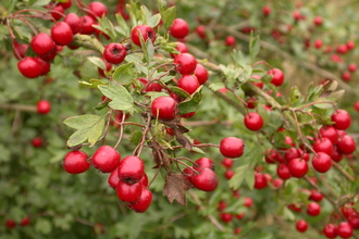 Hawthorn