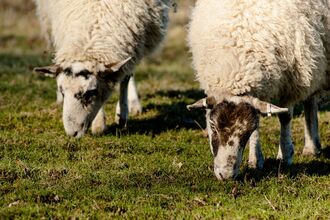 Close up photo of two sheep grazing grass with their heads down. 